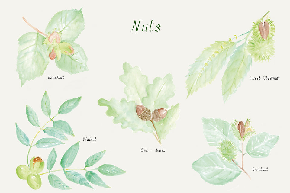 50% OFF - A YEAR AND A DAY ~ ISSUE 3 ~  SQUIRRELS AND NUTS