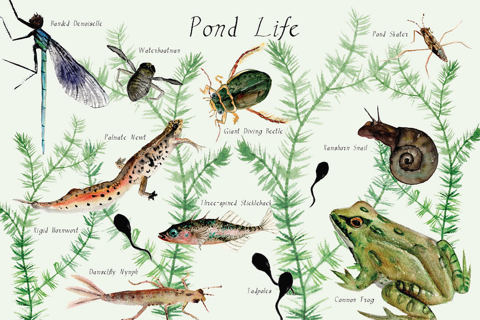 A YEAR AND A DAY ~ ISSUE 9 ~  POND LIFE