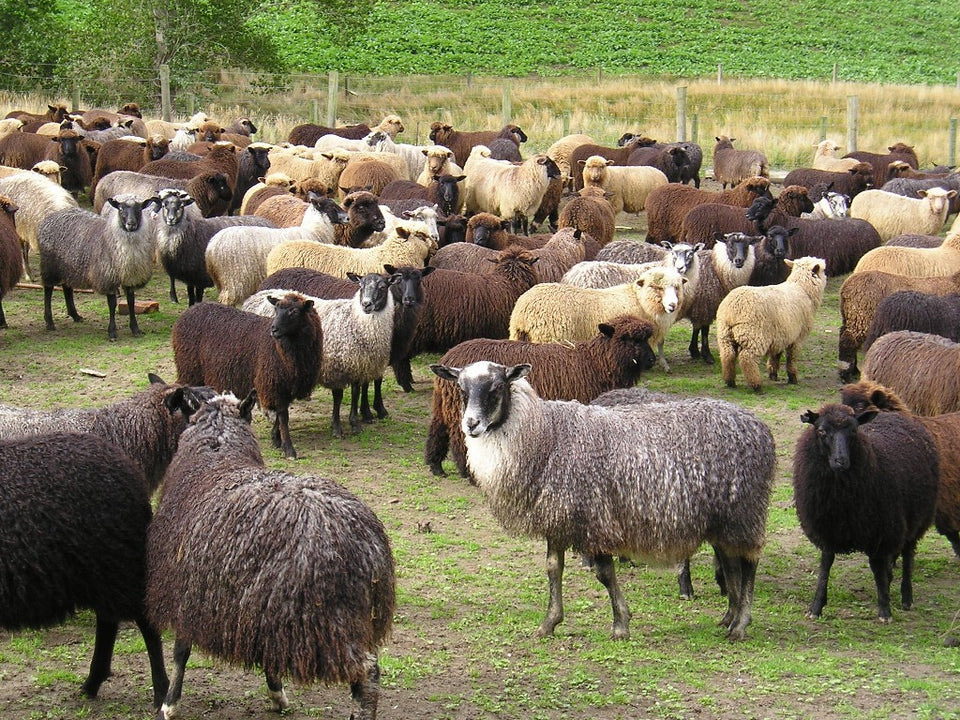 NZ SHEEPS WOOL ~ DOLLS FILLING ~ 100 g